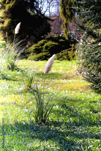 Pampas grass in the beautiful park. Selective focus. photo