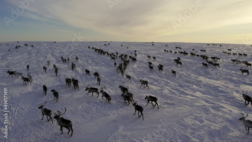 Herd of reindeer. Animals in Siberia. Aerial shooting. Frosty winter day. Huge snow field in the sun. Evening Murmansk