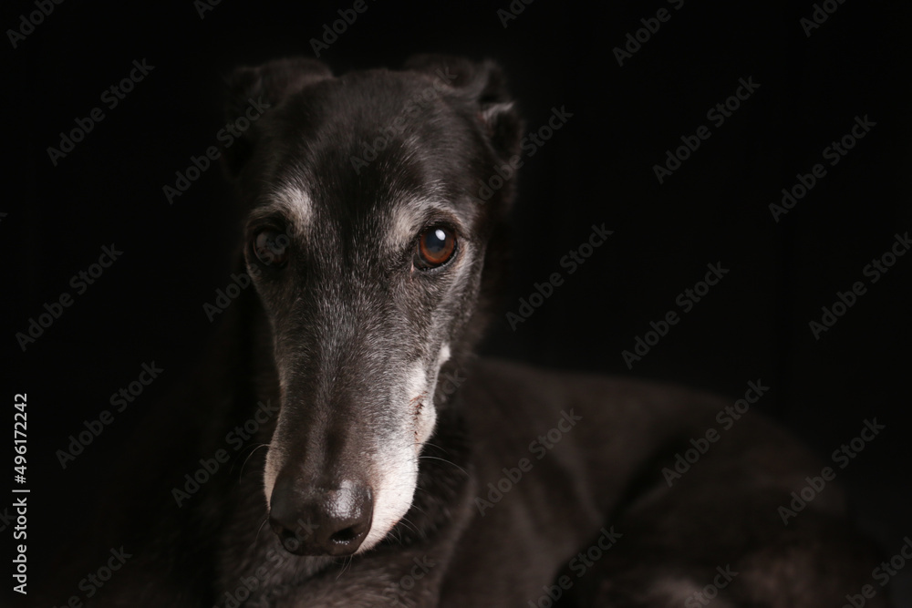 black greyhound on a dark black background