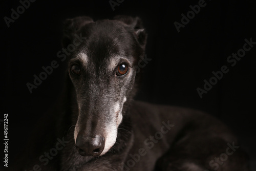 black greyhound on a dark black background