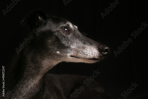 Obraz na plátně Profile of Greyhound on Dark Background