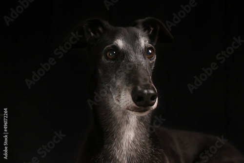 Greyhound Looking on Dark Background © Meg Elmore