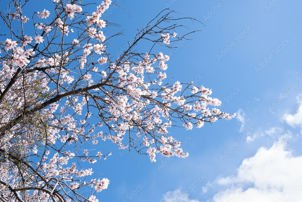 Blooming almond tree in spring against blue sky. Springtime season