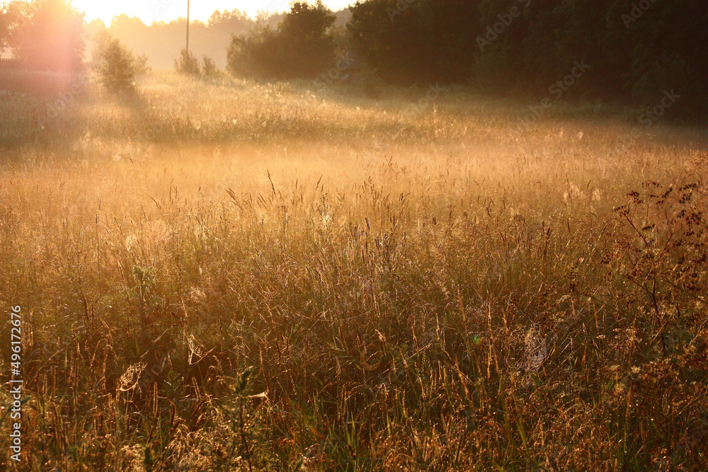 Sunrise in the summer morning. Gaze. High herbs on a meadow in a rare web and dew.