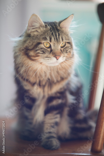 Fototapeta Naklejka Na Ścianę i Meble -  Portrait of striped cat looking. Adorable domestic animals