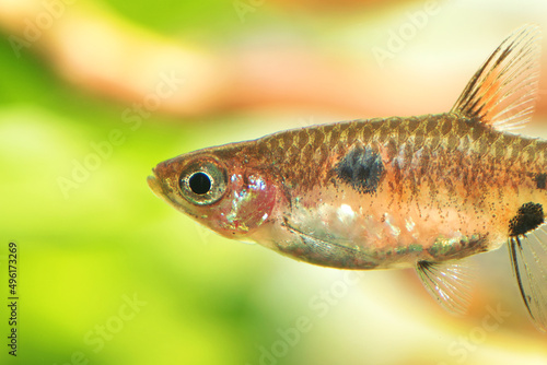Dwarf rasbora, Rasbora maculata Freshwater fish in the nature aquarium, is often as often referred as Boraras maculatus. Animal aquascaping photography with a focus gradient and soft background.