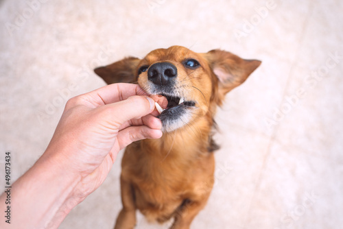 Owner giving snack or prize to dog. Feeding funny brown dog. Owner giving his dog training award