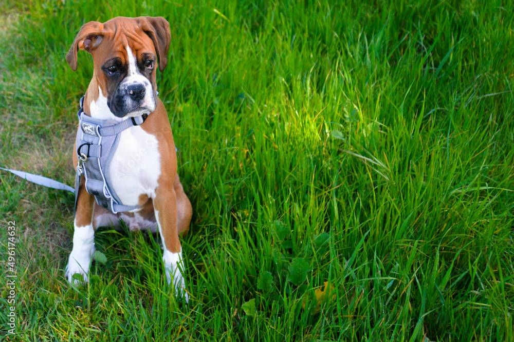 Fawn boxer puppy with sad eyes