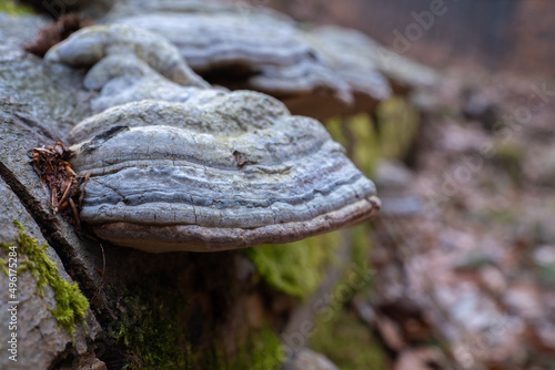 Tree mushrooms growing on a dead fallen tree along with moss 