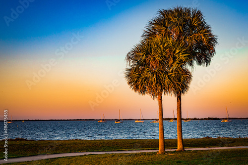 Palms on the River photo