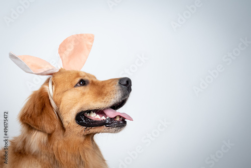 Easter themed pet shoot with golden retriever