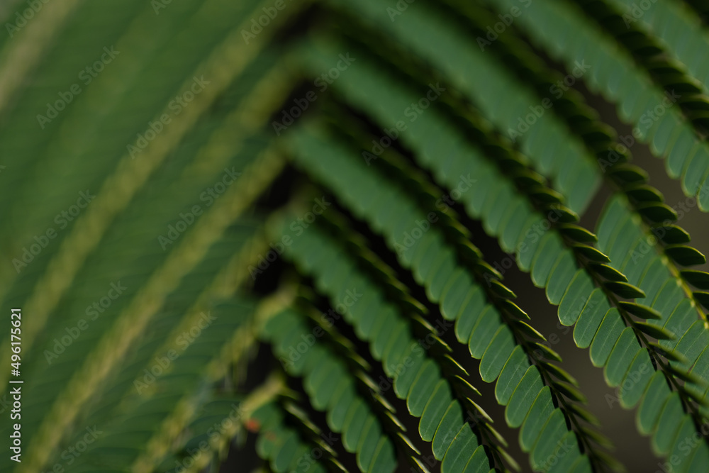 The green tropical leaf. Closeup. Selective focus. The green tropical leaf. Closeup. Selective focus.