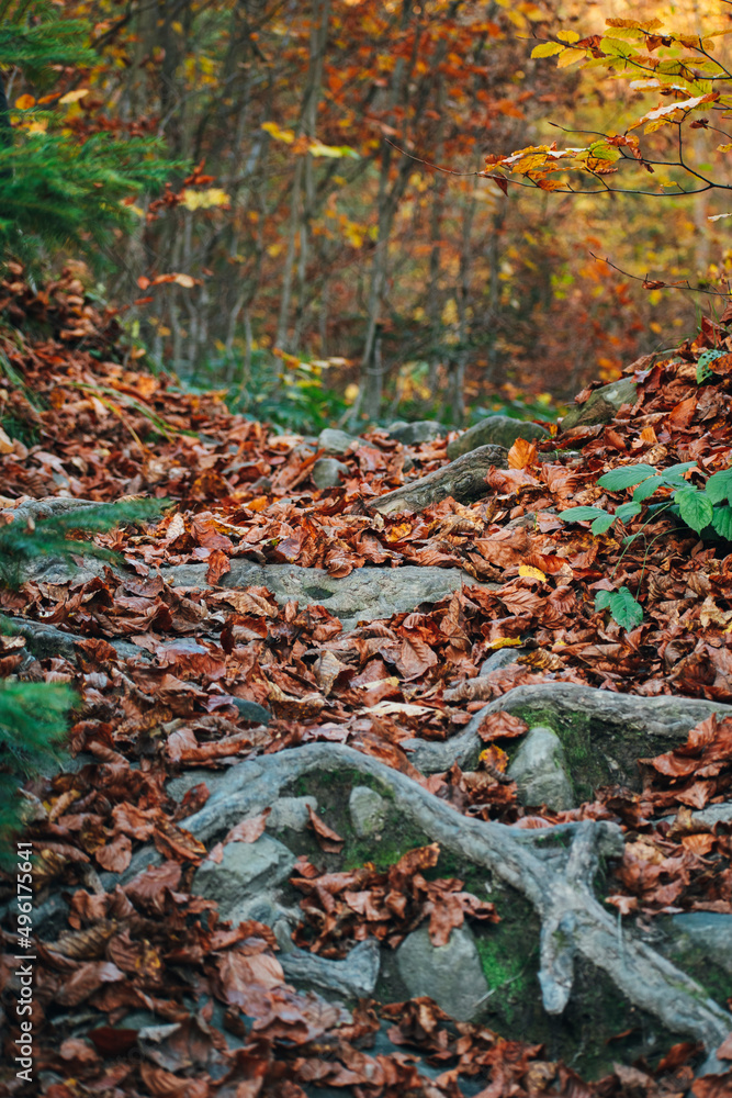 yellow leaves fell from the trees. autumn forest yellow leaves fell from the trees. autumn forest