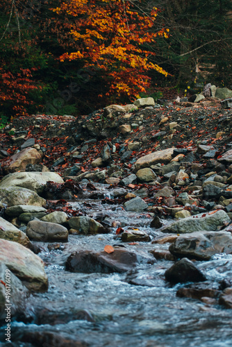 small river flowing through the forest. mountain stream photo