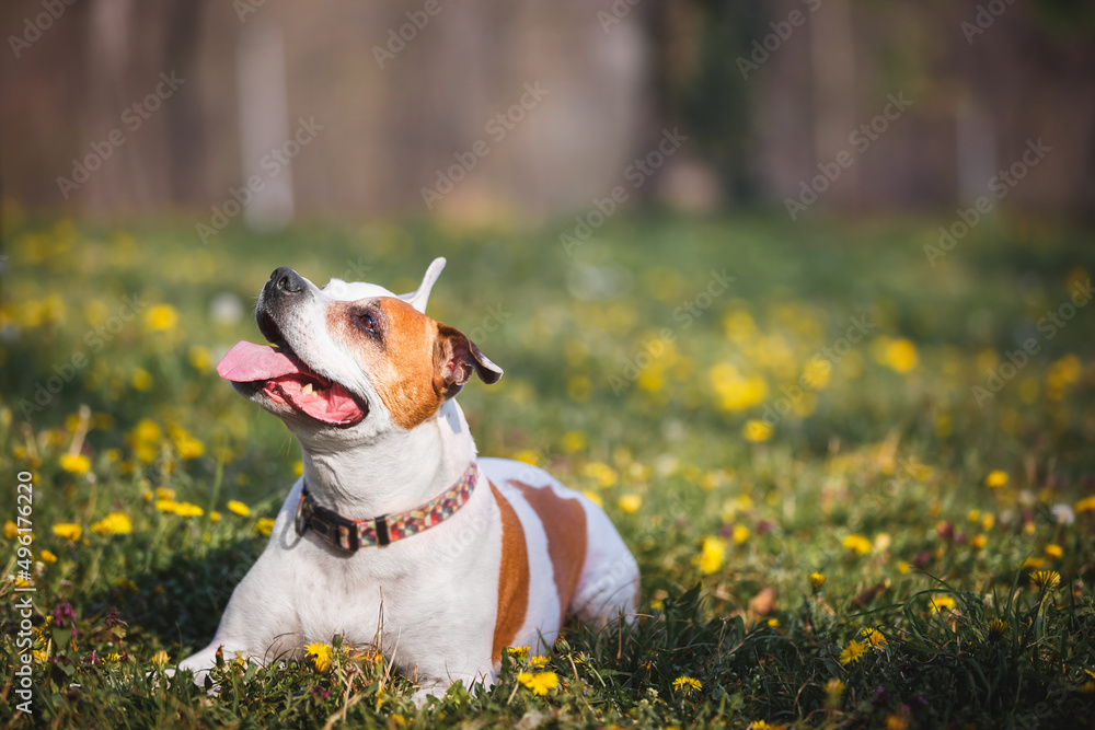Portrait of a beautiful Staffordshire bull terrier dog lying in the middle of a forest and  looking up towards its owner, selective focus, copy space