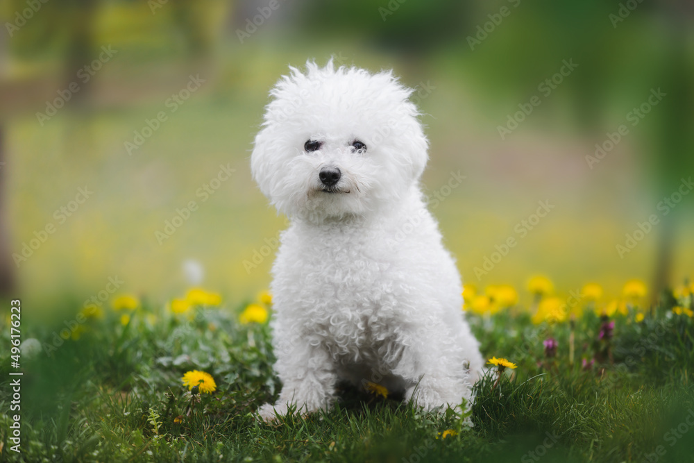 Beautiful young Bichon frise puppy  is sitting on a spring meadow in the woods. Animal themes, selective focus, copy space