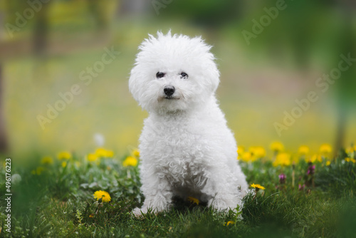 Fotografie Beautiful young Bichon frise puppy  is sitting on a spring meadow in the woods