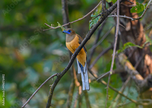 Quadro su tela Female Malbar Trogon has dark cinnamon head and breast, pale cinnamon underparts and brown and-buff vermiculated coverts