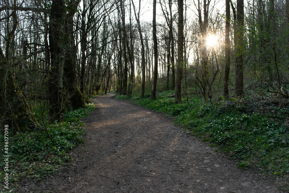 Naklejka premium promenade en foret