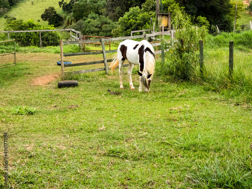 White and brown pony grazing in a farm