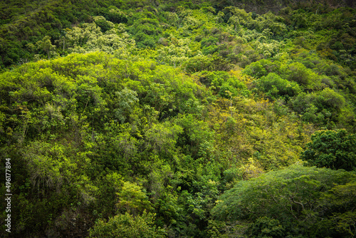 Nature background image of a lush tropical forest in many shades of green on a steep hillside
