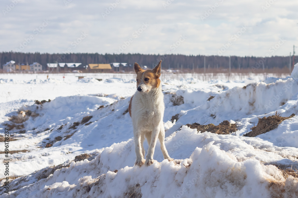 Obraz premium A stray dog, white with red spots, stands on a snowy mountain in winter