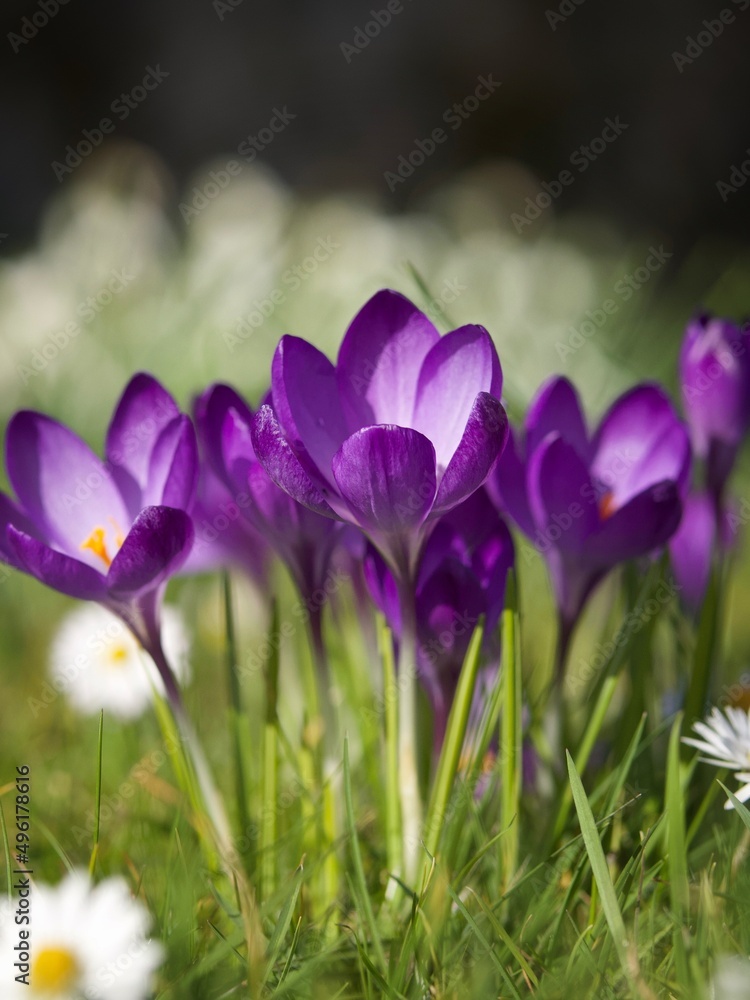 Spring Crocus Spring Crocus