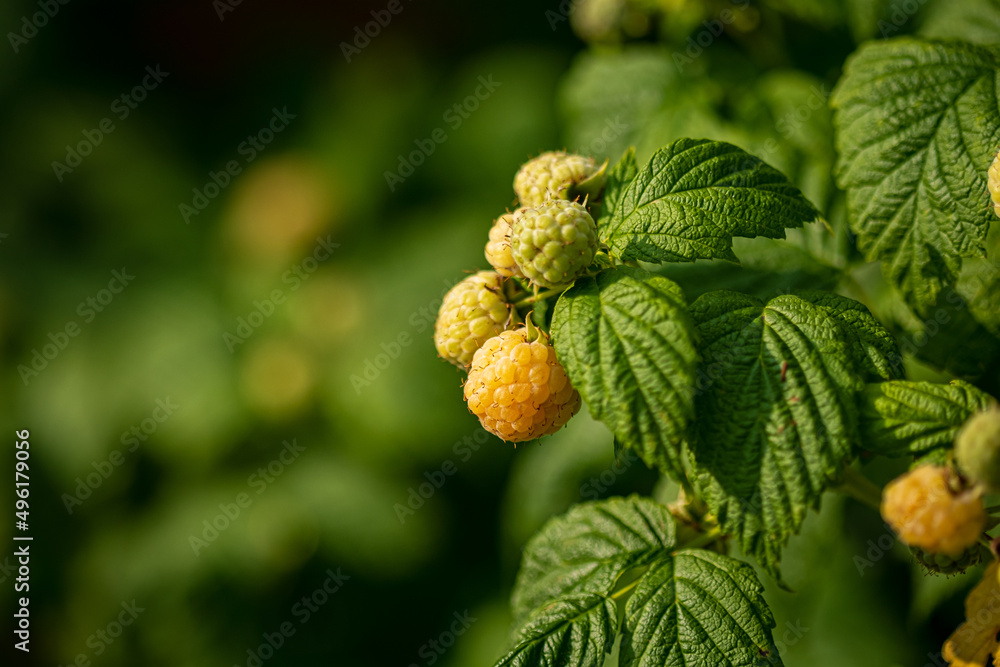 yellow raspberries in the garden yellow raspberries in the garden