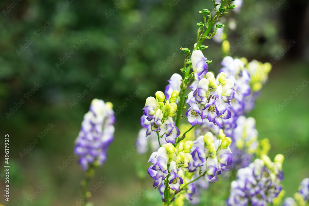 Aconitum also known as aconite, monkshood, wolf's-bane, leopard's bane ...