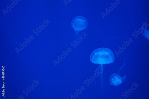Jellyfish illuminated in blue on a blue background. Relax concept. Undersea world. Copy space for text