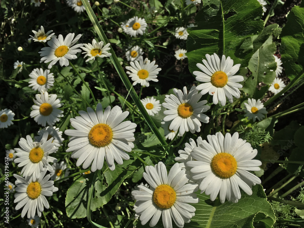 Obraz premium White spring daisies with green leaves close-up