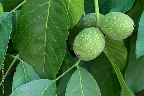 walnut leaf and green walnut fruit