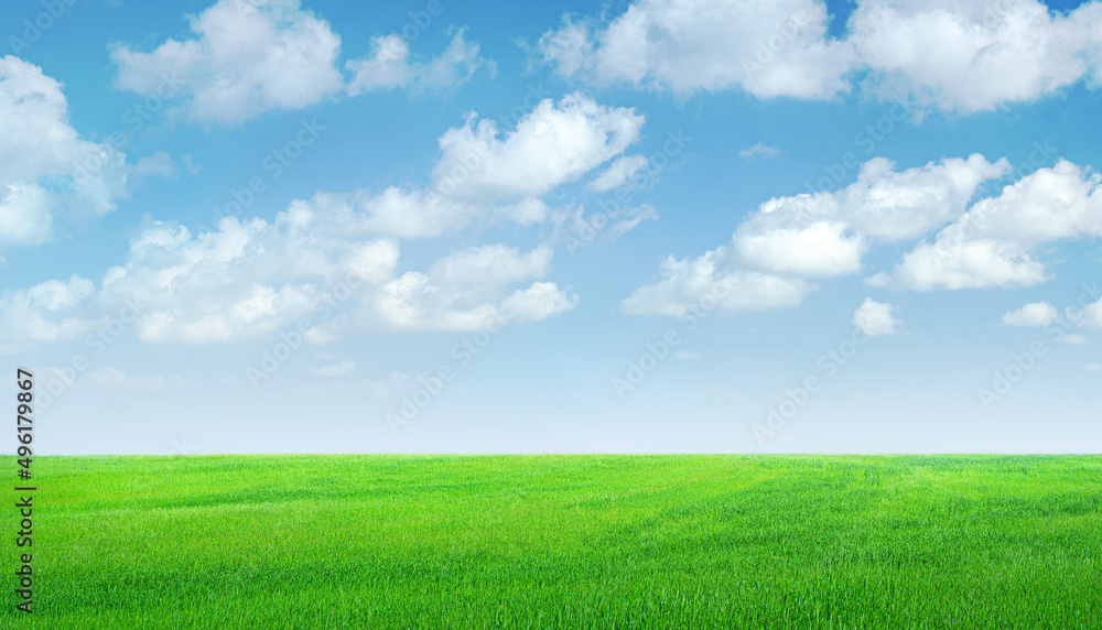 Obraz premium Field of green grass panorama, blue sky with clouds