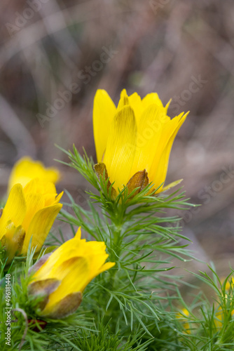 Adonis vernalis, yellow spring flower