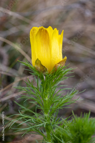 Adonis vernalis, yellow spring flower