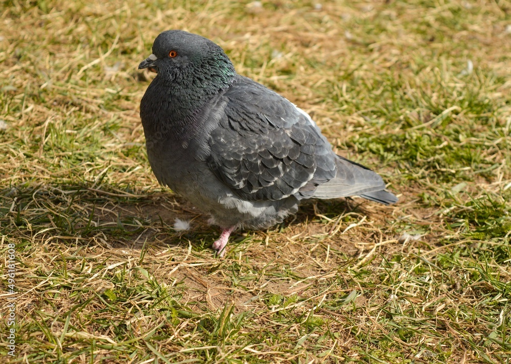 Dove or pigeon on grass background, Pigeon standing, A Pigeon standing on a ground. Dove or pigeon on grass background, Pigeon standing, A Pigeon standing on a ground.