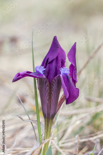 Iris pumila, pygmy iris, spring wildflower