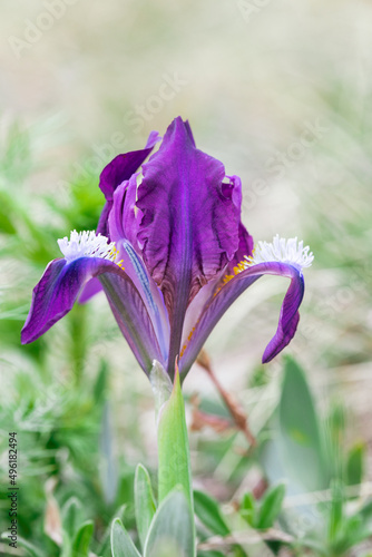 Iris pumila, pygmy iris, spring wildflower