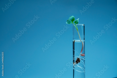 Wallpaper Mural Close up view of transparent glass test tubes with liquid and micro greens inside. Isolated on background. Growing microgreens in the laboratory. Growing healthy food concept. Torontodigital.ca