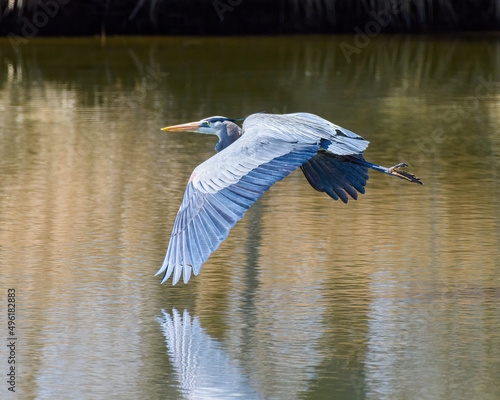 Found in most of North America, the Great Blue Heron is the largest bird in the Heron family.