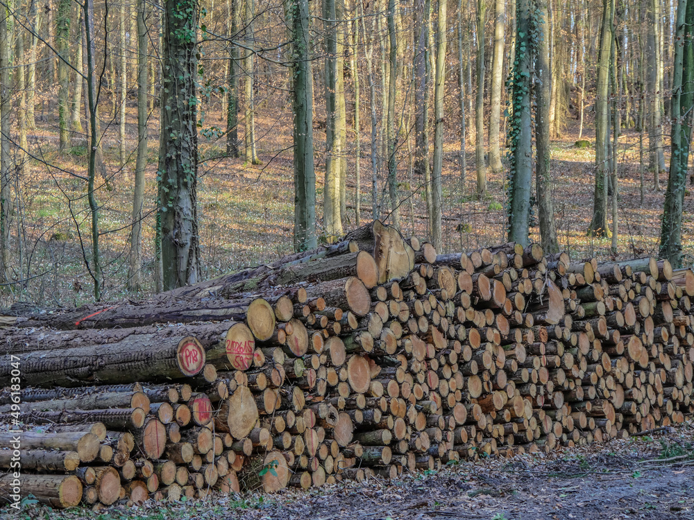 Geschlagene und markierte Baumstämme im Wald