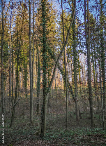 Toter Baum im Wald