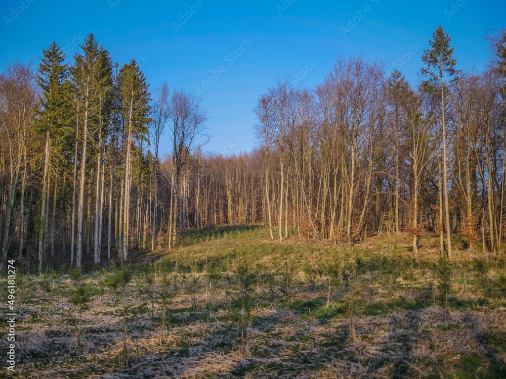 Fototapeta premium Wiederaufforstung im Mischwald