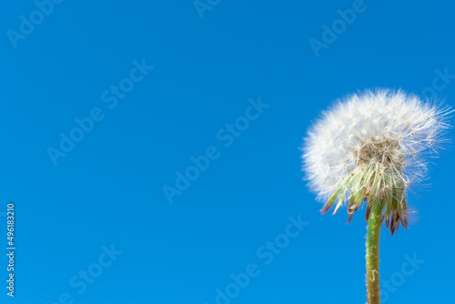 White  fluffy dandelion on a blue sky background.