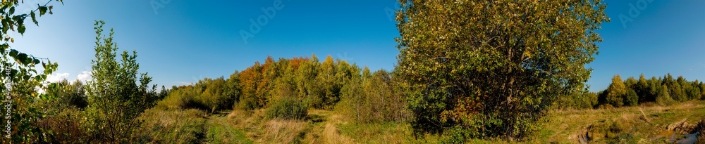 Panorama of autumn tree on a large lawn.