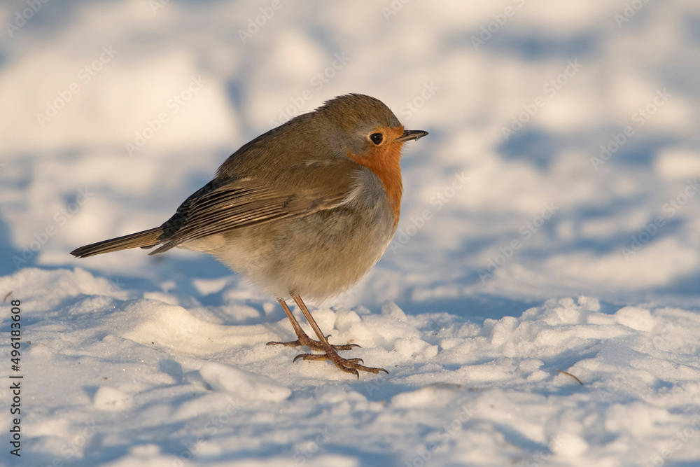European Robin (Erithacus rubecula) standing on snow in the dunes European Robin (Erithacus rubecula) standing on snow in the dunes