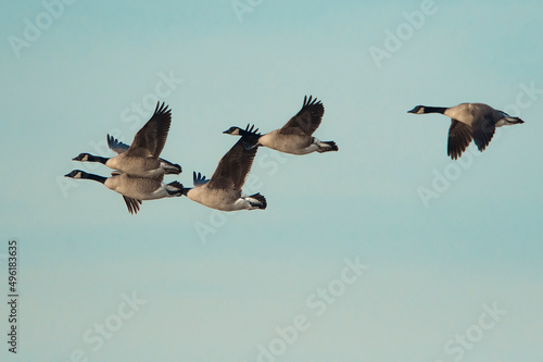 Canada Goose (Branta canadensis) group in flight against a blue sky early in the morning