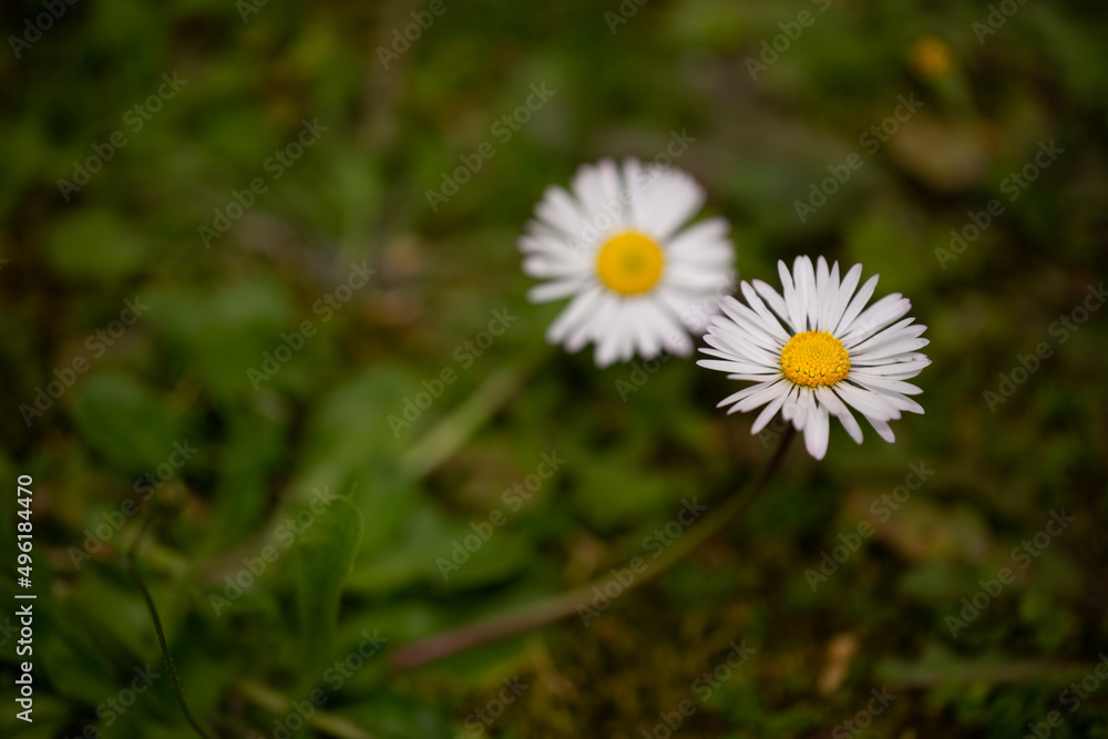 Impressive background photo of wild daisy flower in selective focus. Daisy wallpaper. Spring, nature concept.