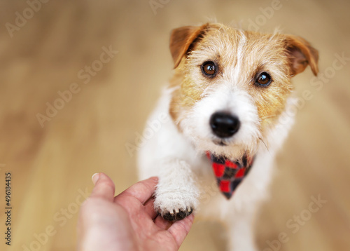 Cute dog looking to her owner and giving paw. Relationship, friendship or love of human and animal, pet communication, trust and care.