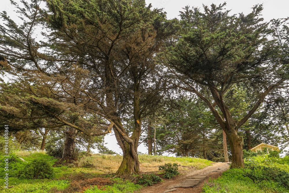 old trees in the park near Pacific ocean old trees in the park near Pacific ocean